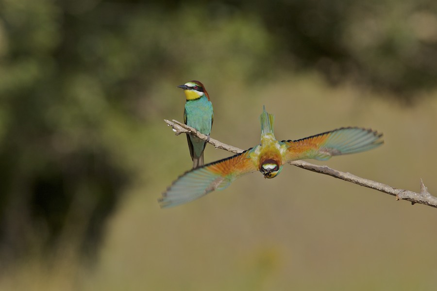 Bee Eater 11
